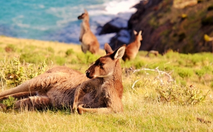 kangourou allongé Blowhole Beach