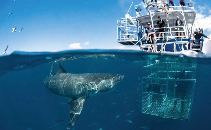 cage au requin australie