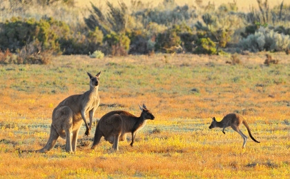 kangourous Kangaroo Island